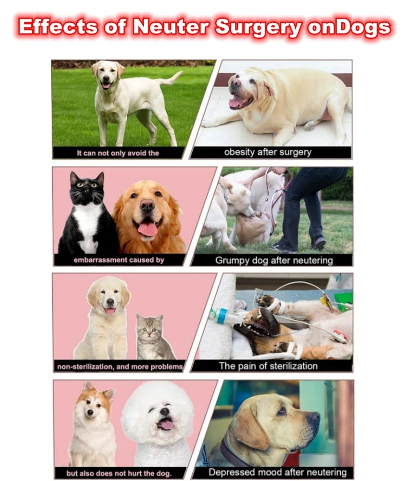 Hundepaarungsspielzeug – Realistische Silikonpuppe mit Vagina für Simulation und Training